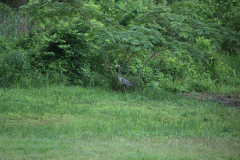 blue_heron02