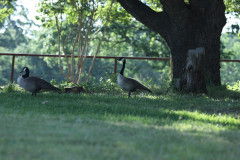 geese_yard
