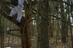 tree_climb