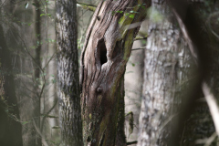 whispering_tree