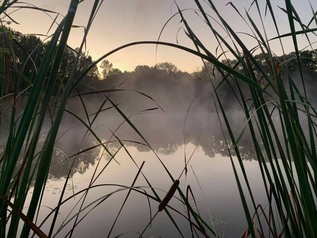 Mornin mist on the pond